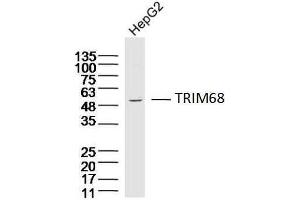 Hepg2 lysates probed with TRIM68 Polyclonal Antibody, Unconjugated  at 1:300 dilution and 4˚C overnight incubation. (TRIM68 抗体  (AA 201-300))