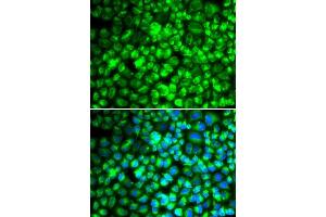 Immunofluorescence (IF) image for anti-ATP Synthase, H+ Transporting, Mitochondrial F1 Complex, alpha Subunit 1, Cardiac Muscle (ATP5A1) antibody (ABIN6137324)