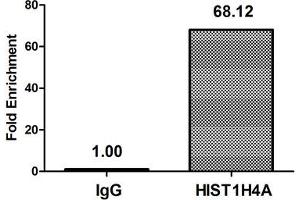 Chromatin Immunoprecipitation Hela (4*10 6 ) were treated with Micrococcal Nuclease, sonicated, and immunoprecipitated with 8 μg anti-HIST1H4A (ABIN7139153) or a control normal rabbit IgG. (HIST1H4A 抗体  (acLys12))