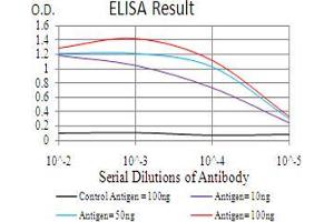 Fig. (THAP1 抗体  (AA 1-213))