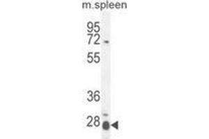 Western blot analysis in mouse spleen tissue lysates (35ug/lane) using Interleukin-17B / IL17B  Antibody . (IL17B 抗体  (Middle Region))