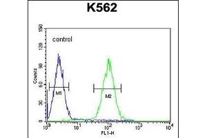 Z Antibody (N-term) (ABIN654465 and ABIN2844198) flow cytometric analysis of K562 cells (right histogram) compared to a negative control cell (left histogram). (ZNF169 抗体  (N-Term))