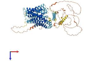 SLC9A4 Protein (AA 1-798) (His tag)
