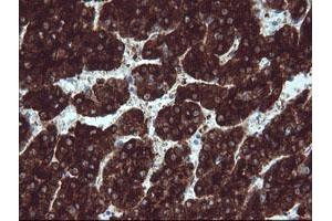 Image no. 3 for anti-B and T Lymphocyte Associated (BTLA) antibody (ABIN1496981) (BTLA 抗体)
