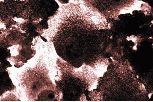 Immunofluorescent staining of NIH-3T3 cells. (PIK3CA 抗体  (AA 101-300))