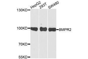 Western blot analysis of extracts of various cell lines, using BMPR2 antibody. (BMPR2 抗体  (AA 27-150))