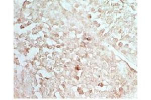 Rat testis tissue stained by Rabbit Anti-INSL5  (Mouse) Serum (INSL5 抗体)