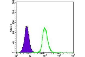 Flow cytometric analysis of K562 cells using GSTP1 mouse mAb (green) and negative control (purple). (GSTP1 抗体)