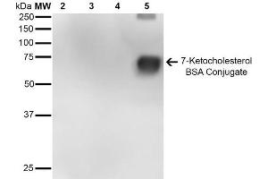 Western Blot analysis of 7-Ketocholesterol-BSA Conjugate showing detection of 67 kDa 7-Ketocholesterol-BSA using Mouse Anti-7-Ketocholesterol Monoclonal Antibody, Clone 7E1 . (7-Ketocholesterol (7-KC) 抗体 (Biotin))