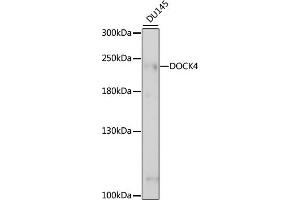 Western blot analysis of extracts of DU145 cells, using DOCK4 antibody (ABIN7266717) at 1:1000 dilution. (DOCK4 抗体  (AA 150-450))