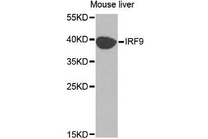 Western blot analysis of extracts of mouse liver, using IRF9 antibody (ABIN5970391) at 1/1000 dilution. (IRF9 抗体)
