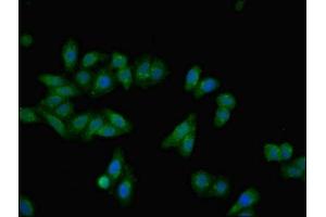 Immunofluorescent analysis of HepG2 cells using ABIN7143786 at dilution of 1:100 and Alexa Fluor 488-congugated AffiniPure Goat Anti-Rabbit IgG(H+L) (Fetuin A 抗体  (AA 20-296))