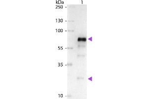 Western Blot of Alkaline Phosphatase Conjugated Goat anti-Chicken IgG Pre-Adsorbed secondary antibody. (山羊 anti-小鸡 IgG (Heavy & Light Chain) Antibody (Alkaline Phosphatase (AP)) - Preadsorbed)