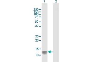 Western Blot analysis of SAA4 expression in transfected 293T cell line by SAA4 MaxPab polyclonal antibody. (SAA4 抗体  (AA 1-130))