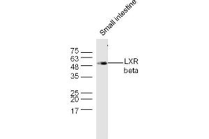 Mouse small intestine lysates probed with LXR beta Polyclonal Antibody, Unconjugated  at 1:300 dilution and 4˚C overnight incubation. (NR1H2 抗体  (AA 361-460))