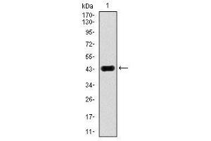 Image no. 1 for anti-Mitogen-Activated Protein Kinase 8 (MAPK8) antibody (ABIN1499314) (JNK 抗体)