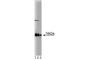 Western blot analysis of PKCiota on a rat cerebrum lysate. (PKC iota 抗体  (AA 404-587))