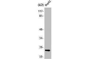 Western Blotting (WB) image for anti-ATP Synthase, H+ Transporting, Mitochondrial Fo Complex, Subunit D (ATP5H) (C-Term) antibody (ABIN7184612)