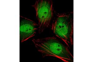 Fluorescent image of Hela cells stained with Mouse Actl6a Antibody (C-term) (ABIN6243024 and ABIN6577692). (BAF53A 抗体  (C-Term))
