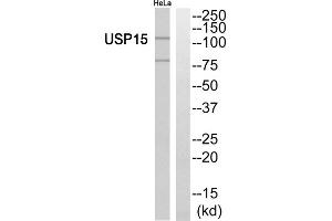 Western blot analysis of extracts from HeLa cells, using USP15 antibody. (USP15 抗体  (N-Term))