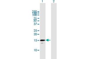 Western Blot analysis of RGS21 expression in transfected 293T cell line by RGS21 MaxPab polyclonal antibody. (RGS21 抗体  (AA 1-152))