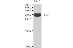 Western blot analysis of extracts of HeLa cell line, using IL33 antibody. (IL-33 抗体)