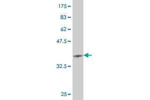 Western Blot detection against Immunogen (36. (HEY1 抗体  (AA 121-220))