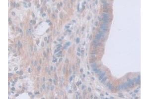 Immunohistochemistry (IHC) image for anti-Guanidinoacetate N-Methyltransferase (GAMT) (AA 2-236) antibody (ABIN7444208)