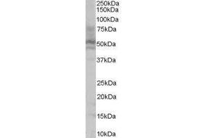 Western Blotting (WB) image for Hepatocyte Nuclear Factor 4, alpha (HNF4A) peptide (ABIN370425) (Hepatocyte Nuclear Factor 4, alpha (HNF4A) Peptide)