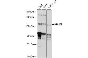 Western blot analysis of extracts of various cell lines, using PRMT9 antibody (ABIN6130886, ABIN6146236, ABIN6146237 and ABIN6214766) at 1:1000 dilution. (FBXO11 抗体  (AA 1-170))