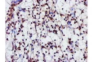 Image no. 1 for anti-Glutathione S-Transferase theta 2 (GSTT2) antibody (ABIN1498553) (GSTT2 抗体)