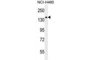 Western Blotting (WB) image for anti-phospholipase C-Like 2 (PLCL2) antibody (ABIN2996484)