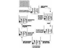 ELISA image for Nuclear Factor-kB p65 (NFkBP65) ELISA Kit (ABIN965407)