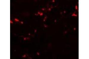 Immunofluorescence of TCNT1 in human kidney cells with Tectonic-1 Antibody (N-term) at 20 µg/ml. (TCTN1 抗体  (N-Term))