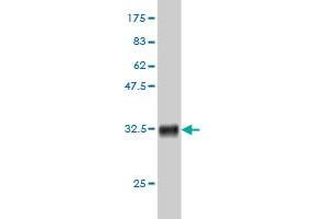 Western Blot detection against Immunogen (33. (ALG8 抗体  (AA 260-334))