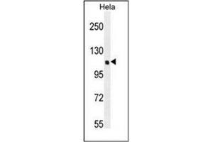 Western blot analysis of QSK Antibody (C-term) in Hela cell line lysates (35ug/lane). (SIK3 抗体  (C-Term))