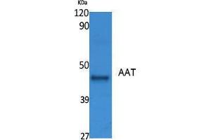 Western Blotting (WB) image for anti-AAT (Internal Region) antibody (ABIN3178088) (AAT (Internal Region) 抗体)