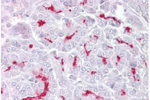 Anti-TRPM5 antibody IHC staining of human pancreas.
