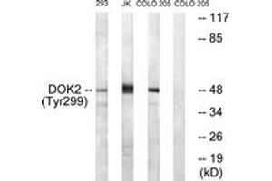 Western blot analysis of extracts from COS7 cells treated with insulin 0. (DOK2 抗体  (pTyr299))