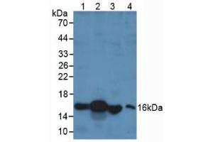 Western blot analysis of (1) Porcine Liver Tissue, (2) Human Liver Tissue, (3) Rat Testis Tissue and (4) Human 293T Cells. (RBP1 抗体  (AA 2-135))
