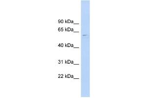 WB Suggested Anti-CLK4 Antibody Titration:  0. (CLK4 抗体  (N-Term))