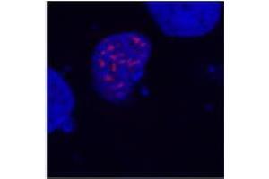 Confocal microscopy of COS-7 transfectants, expressing fusion nuclear protein with T7-DYKDDDDK epitope. (DYKDDDDK Tag 抗体)