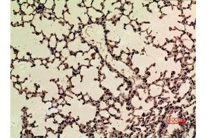 Immunohistochemical analysis of paraffin-embedded mouse-lung, antibody was diluted at 1:100.