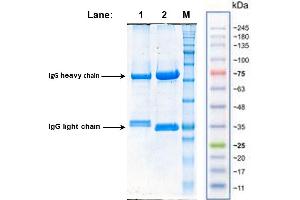 SDS-PAGE mouse-anti-lukF-PV antibodies: 12% PAA, reducing conditions, Coomassie brilliant blue staining:  Lane 1: LUK-002 (5 µg/Lane), Lane 2: LUK-003 (7,5 µg/Lane), Lane M: Protein Marker VI prestained [AppliChem GmbH] (LukF-PV 抗体)