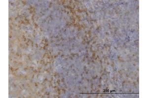 Immunoperoxidase of monoclonal antibody to MAPK12 on formalin-fixed paraffin-embedded human tonsil. (MAPK12 抗体  (AA 251-367))
