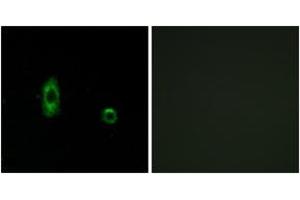 Immunofluorescence analysis of A549 cells, using CXG2 Antibody. (GJC2 抗体  (AA 21-70))