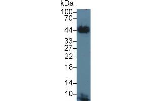 Western blot analysis of Cow Cerebrum lysate, using Cow TF Antibody (3 µg/ml) and HRP-conjugated Goat Anti-Rabbit antibody ( (Tissue factor 抗体  (AA 36-292))