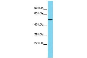 Host: Rabbit Target Name: FAM222B Sample Type: PANC1 Whole Cell lysates Antibody Dilution: 1. (FAM222B 抗体  (C-Term))