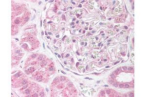 Anti-EDG2 antibody IHC of human kidney. (LPAR1 抗体  (AA 342-359))