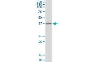 BCAT2 MaxPab polyclonal antibody. (BCAT2 抗体  (AA 1-392))